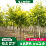 金叶榆树苗绿化苗木行道庭院观赏四季常青规格齐全嫁接金叶榆树