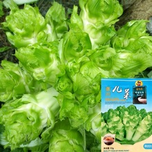 儿菜种子抱子芥娃娃菜娃儿菜四季庭院阳台盆栽农家蔬菜自种高产