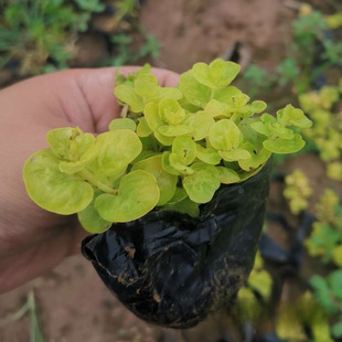 The Company Wholesale Pass Huang Small Cup Seedlings Foliage Ground Cover Plants Perennial Roof Road Greening