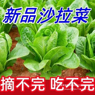ɳ���˷N�ӝh˹ɳ�����͟��ͺ����ﲥ�׷Nֲ�߮a�N���ļ��߲˷N��
