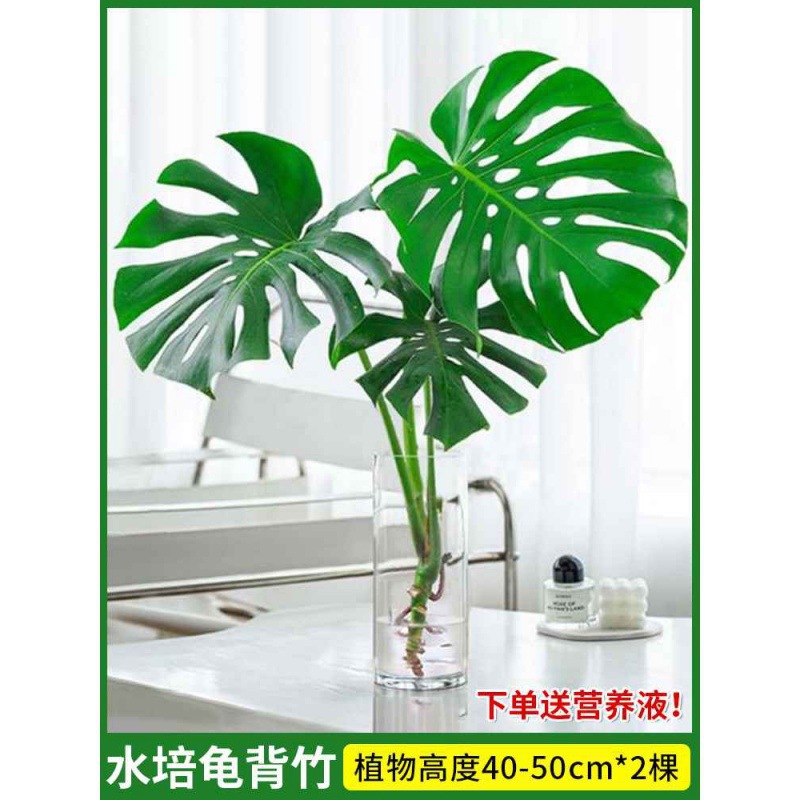 Monstera hidropónica sala de estar, grandes plantas en macetas, buenas plantas verdes en interiores, hojas grandes, hojas perennes, plantas tolerantes a la sombra, purifican el aire image 15