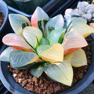 Haworthia Succulent Plant Haworthia Succulent Flower Potted Plant Golden Haworthia Ice Lantern Glacier Indoor Potted Plant