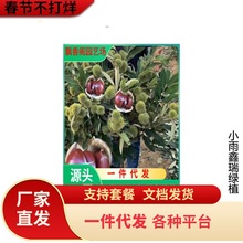 板栗苗价格 08以上嫁接板栗苗 适合贵州地区板栗苗 板栗苗基地
