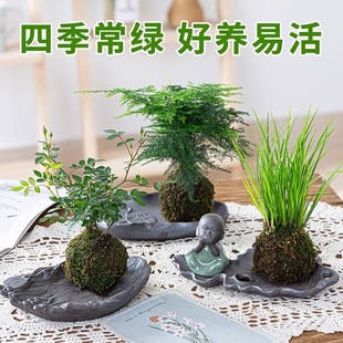 ̦�\��С����ˮ��ֲ������С�����k���҃��������Ѳ�������辰