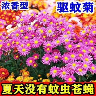 Wholesale Mosquito Repellent Flower Seeds Summer Pyrethrum Anti-Insect Chrysanthemum Seeds Anti-Mosquito Flower Seeds Mosquito Repellent Chrysanthemum