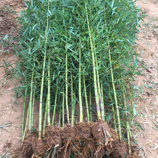 Bamboo Seedlings, Garden Plants, Purple Bamboo, Gold Inlaid Jade, Luohan Bamboo, Northern Cold-Resistant, Evergreen, Large-Scale Ground-Planted Green Bamboo Seedlings