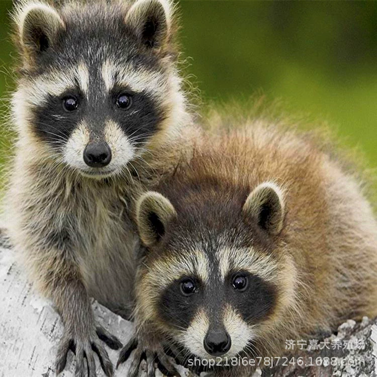 Живописное место просмотра Альпака милый ПЭТ выставка Альпака Аренда выставка Сто птиц выставка морской лев производительность океан рыба танк выставка