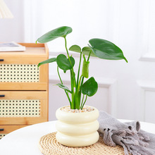 小龟背竹盆栽桌面好养绿色观叶植物网红INS风格大叶室内客厅盆栽