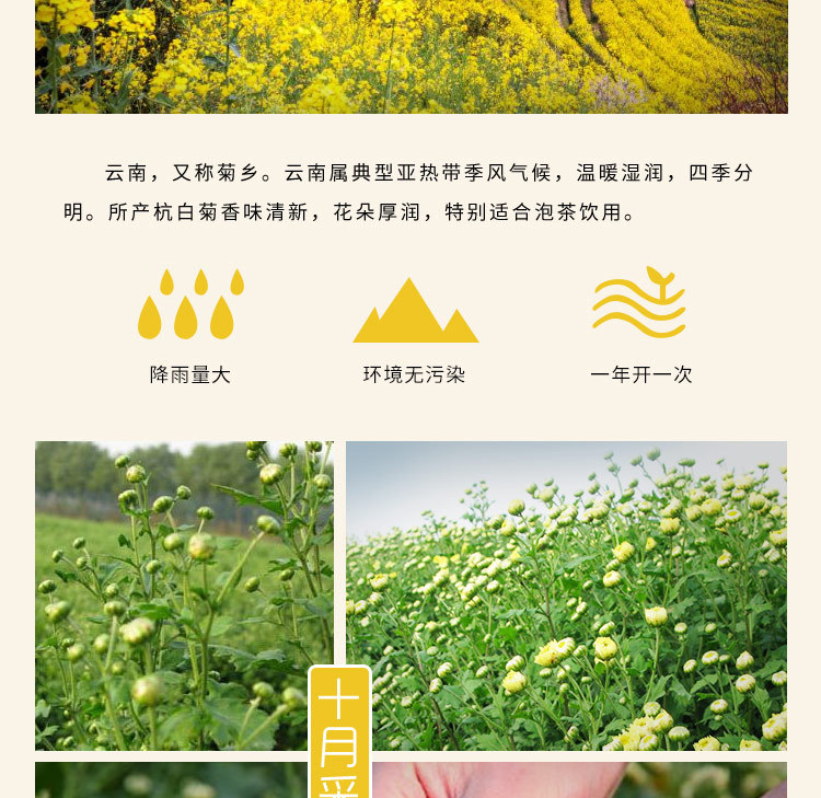 Dried Chrysanthemum Bud Tea Tai Ju Floral Herbal Tea Loose Flower Tea 40g Can preparation