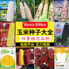 国审苏科糯1802鲜食玉米种子杂交白甜糯粘玉米种籽特大早熟四季种