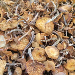 �ĢҰ��Ģ�����d���XҰ���Ģ��ѿСĢ�����|���خa��؛500g���]
