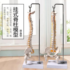 人間の脊椎モデル骨格スケルトン脊椎骨モデル大腿骨 45 センチメートルぶら下げ骨矯正練習教育脊椎
