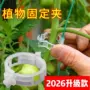 跨境热销塑料西红柿植物夹