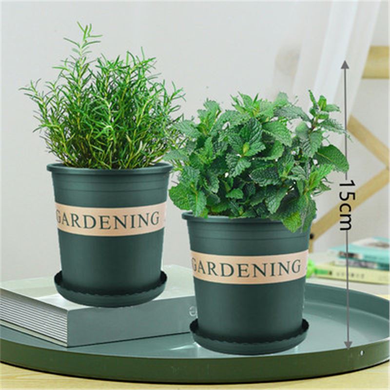 [중형냄비 식용조합] 로즈마리 + 민트(갤런냄비) + 영양액