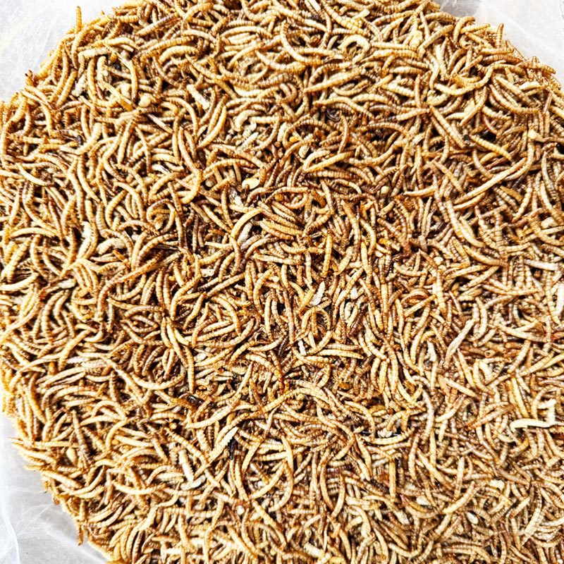 Mealworm 500g