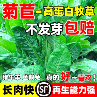 ���ķN�Ѵ��~�ļ�����ι�i�˷N��ţ���~�u���۳Ե����ݷN�����Ӳ�