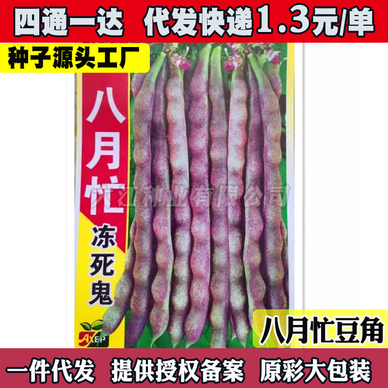 八月忙冻死鬼豇豆种子大全耐热秋天搭架无筋芸豆角籽蔬菜种籽