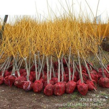 工程绿化苗 槐苗 金枝国槐 金枝槐  大小规格齐全 价格优惠