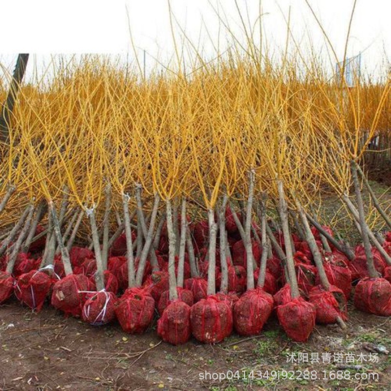 工程绿化苗 槐苗 金枝国槐 金枝槐  大小规格齐全 价格优惠