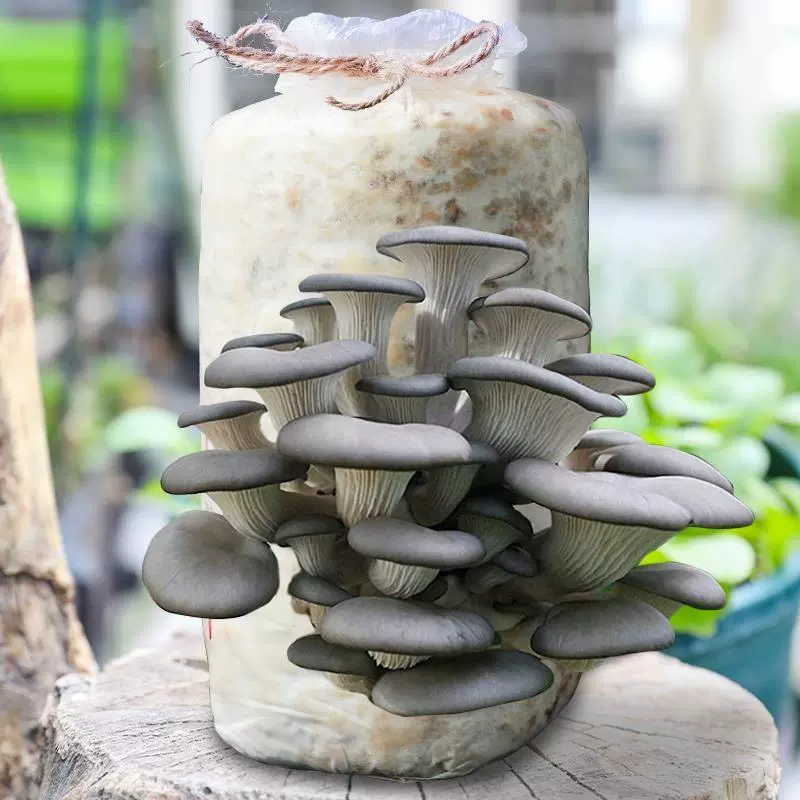 Грибной грибной мешок для посадки грибов Pleurotus ostreatus Грибные виды грибов съедобные бактерии Семейные домашние производители оптом
