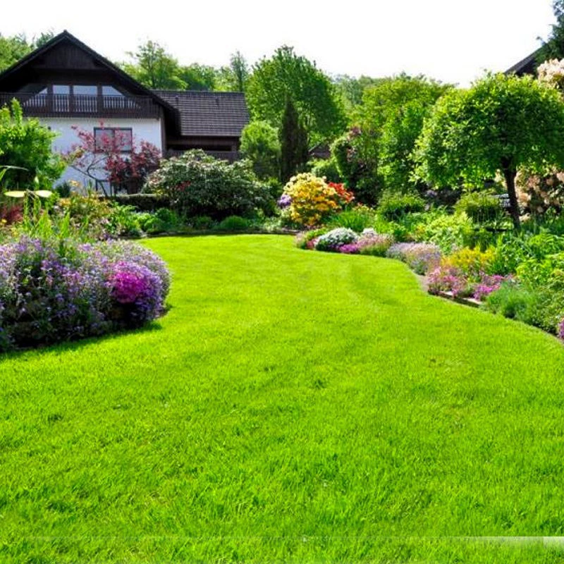 Пинцзы вечнозеленый в любое время года без обрезки защиты Манильского склона, фиксации кожи почвы и озеленения семян ржи.