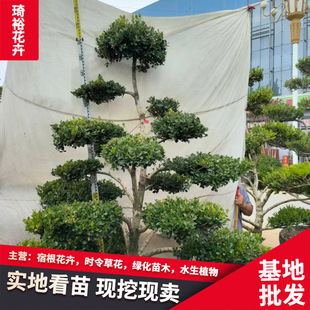 �����S���辰 �m��ͥԺ�e����ֲ�V���������̾G�� �S��������