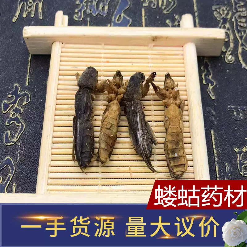 新货无硫蝼蛄中药材耕狗土狗崽地蝲蛄土狗子干货蝼蛄现货批发零售