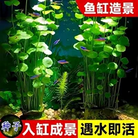 Семена Moneywort для гидропонного выращивания в воде или почве, подходят для балкона, внутреннего двора, поглощения формальдегида и всесезонного посадки в горшках.