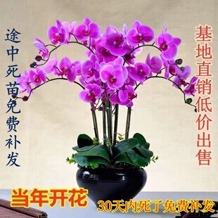 �����m�������̎�������m������͏d�҃�ֲ�ﻨ���ļ��_�����B�^