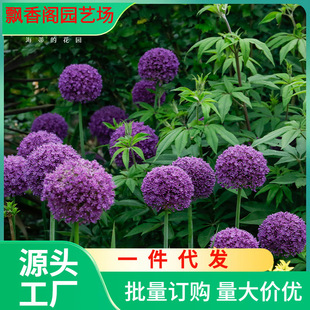 Dropshipping Heidi's Garden Onion Bulbs Imported Perennial Root Garden Flower Border Flower Plant Bulbs