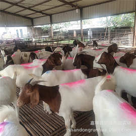 波尔山羊苗多少一只波尔山羊批发波尔山羊体形图片介绍