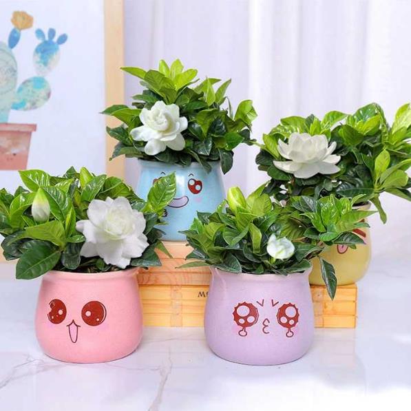 부티크 90#싹이 있는 치자나무 (마카롱 도자기 대야 - 랜덤 스타일) + 영양액