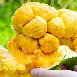 其他干货;其他水果;其他方便食品