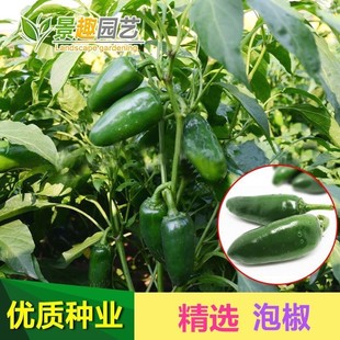 һ�����l�۽��N�Ӿ�Ʒ�����ݽ��N���̨ͥԺ���Ը߮a�ݲ˳�����ͥ