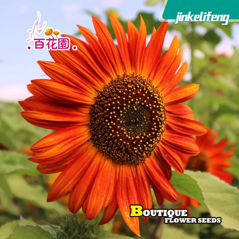 红色向日葵种子鸿运向日葵种孑矮生观赏拍照阳台庭院盆栽易活花籽