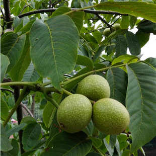 ���Ҙ���������ϱ����Nֲɽ������8518���Ա�����Ƥ����Y��ͥԺ