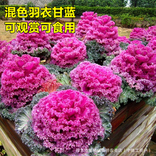 �����ɫ���¸��{�N��ĵ���˸��{�N�������^�pʳ�÷Nֲ�~��ԭ�N