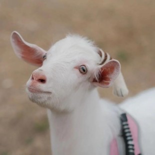 ������r����ɽ����wС�������Bֳ������٪��������Xһֻ