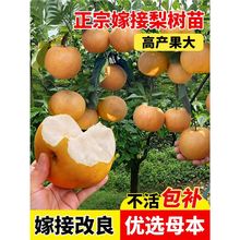 �������������ɳ��޽�ͥԺ�����ϱ����Nֲ���������ͺ�����Y��