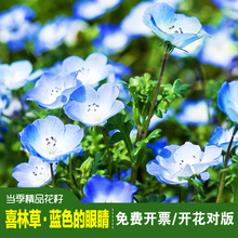 精品喜林草种子蓝色的眼睛蓝色粉蝶花阳台盆栽庭院蓝色系公园花海