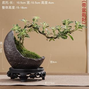 June Snow Bonsai White Flower Shape Zen Old Stump Desktop Bonsai with Potted Plant Artistic Small Ornament Plant