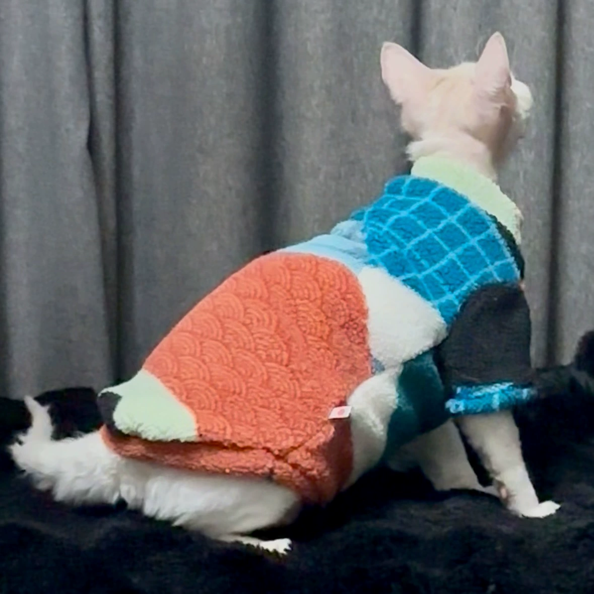 25年秋冬加厚加绒保暖无毛猫衣服德文宠物猫洋气长袖保暖衣服超萌