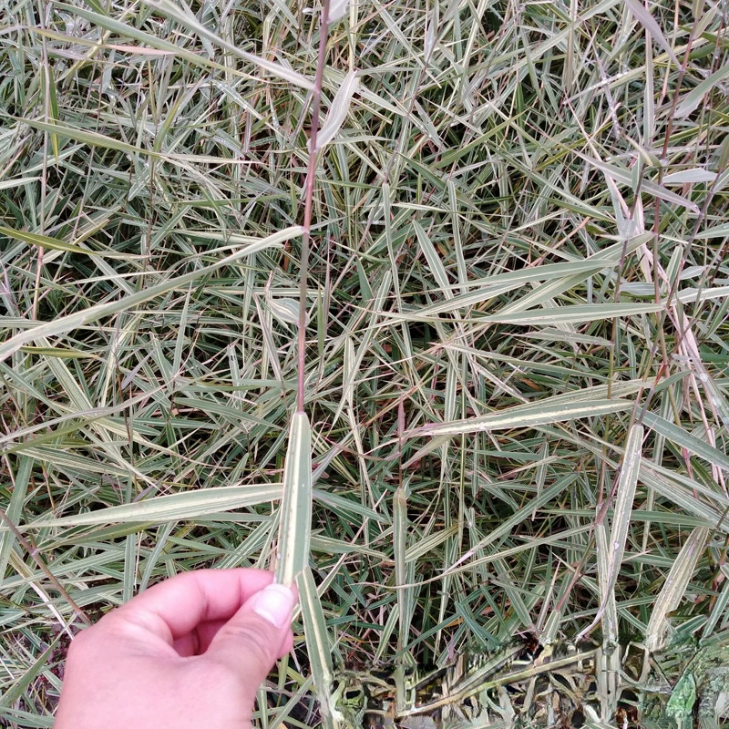 Мозаика тростниковые питомники Оптовая база травяные растения водно-болотный парк озеленение водных растений