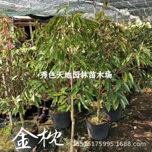 榴莲树苗南方种植猫山王金枕头泰国榴莲苗四季可种带叶带土盆栽