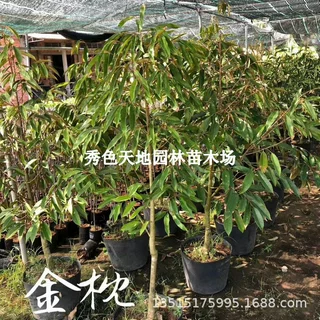榴莲树苗南方种植猫山王金枕头泰国榴莲苗四季可种带叶带土盆栽