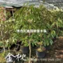 泰国南方盆栽种植树苗