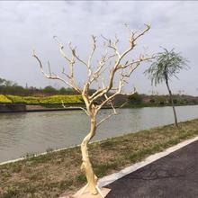 J^h去皮干树枝造景干枝树干许愿树枯树室内造型树枝干原木树枝装
