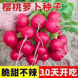 四季樱桃萝卜水果萝卜生吃红皮白肉小萝卜脆甜多汁新鲜蔬菜阳台