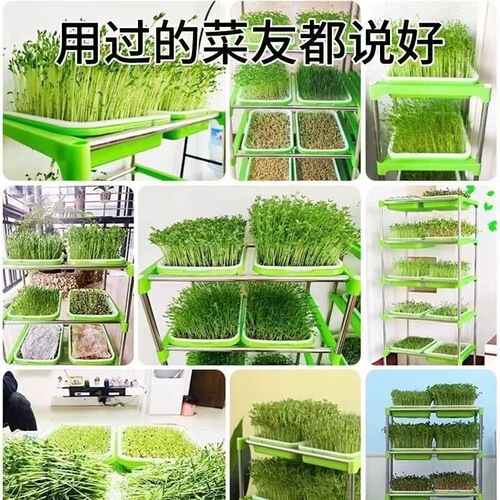 芽苗菜育苗盘 无土栽培网格豌豆苗豆芽种植盘家用加深加密盆批发