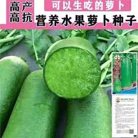 冰糖心水果萝卜种子生吃脆甜农家蔬菜种孑四季播种耐热青萝卜种籽